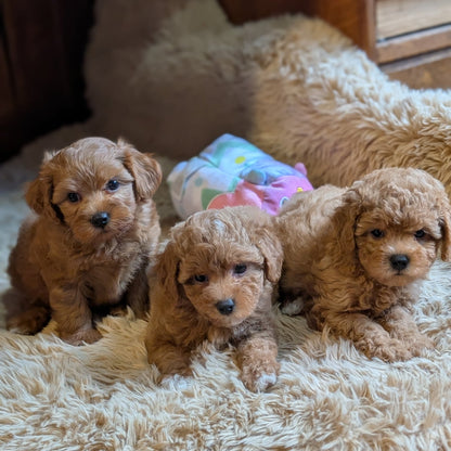 Super Sweet Shihpoos
