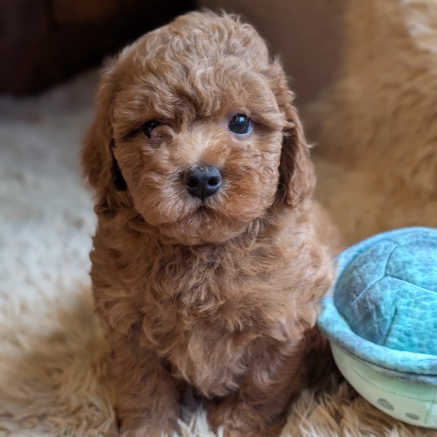 Super Sweet Shihpoos