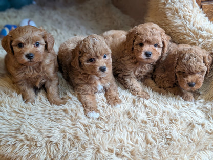 Super Sweet Shihpoos