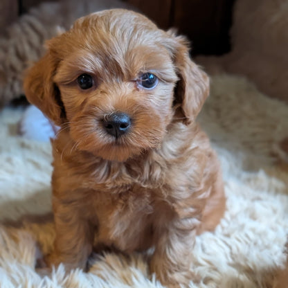Super Sweet Shihpoos
