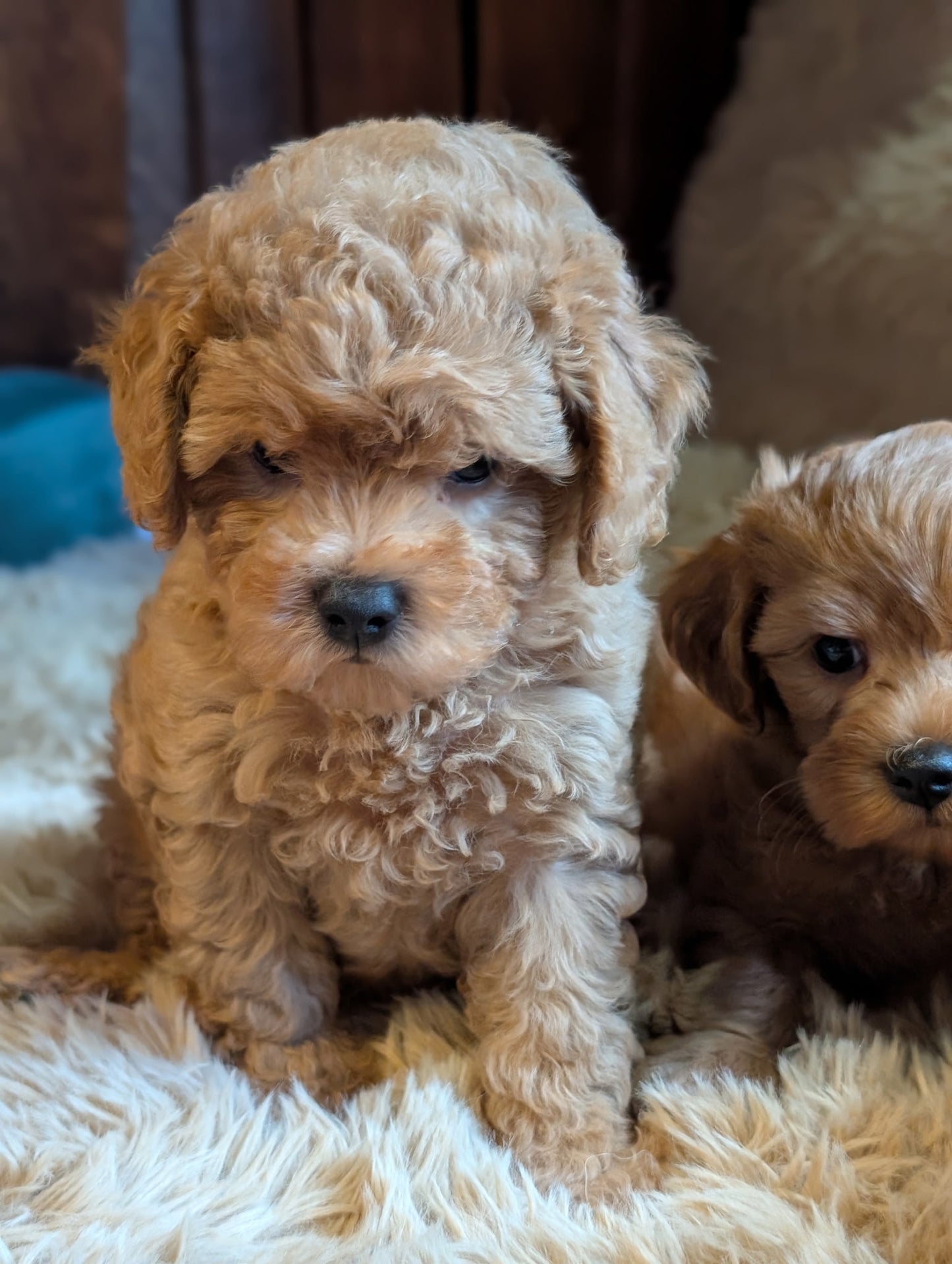 Super Sweet Shihpoos