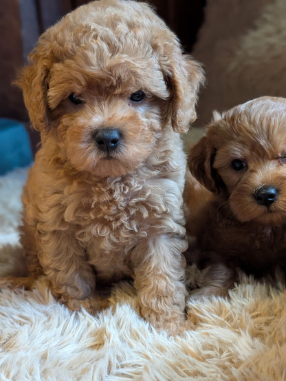 Super Sweet Shihpoos