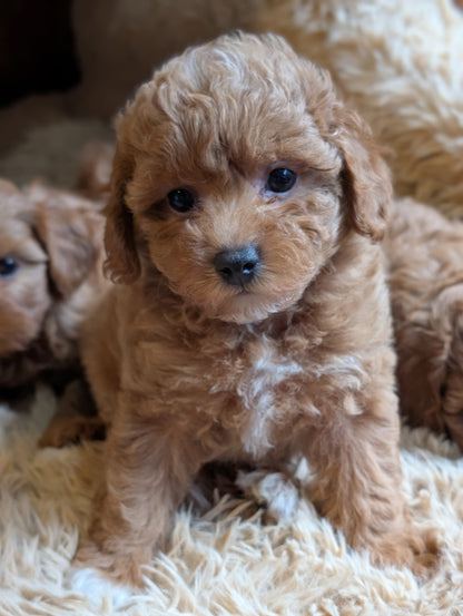 Super Sweet Shihpoos