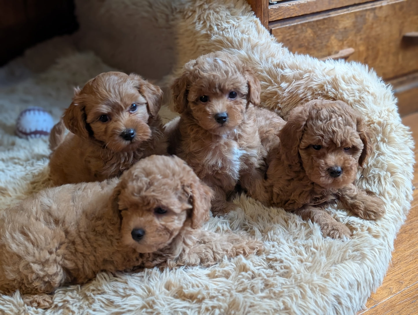 Super Sweet Shihpoos