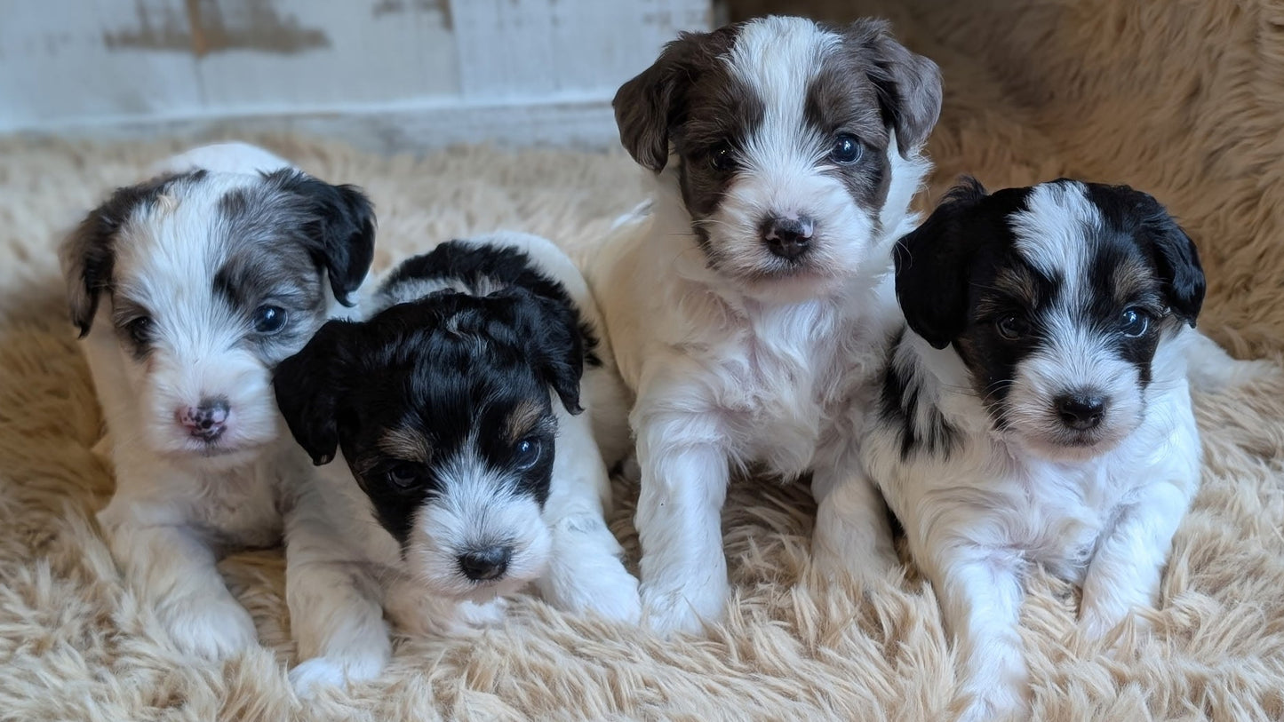 Four small black, white, and gray puppies sitting together on a fluffy cream shag rug.