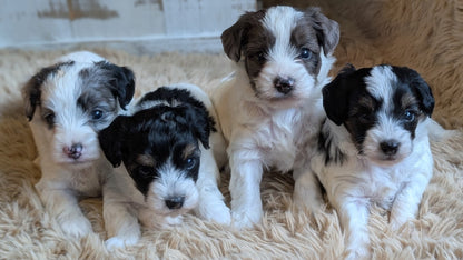 Four small black, white, and gray puppies sitting together on a fluffy cream shag rug.