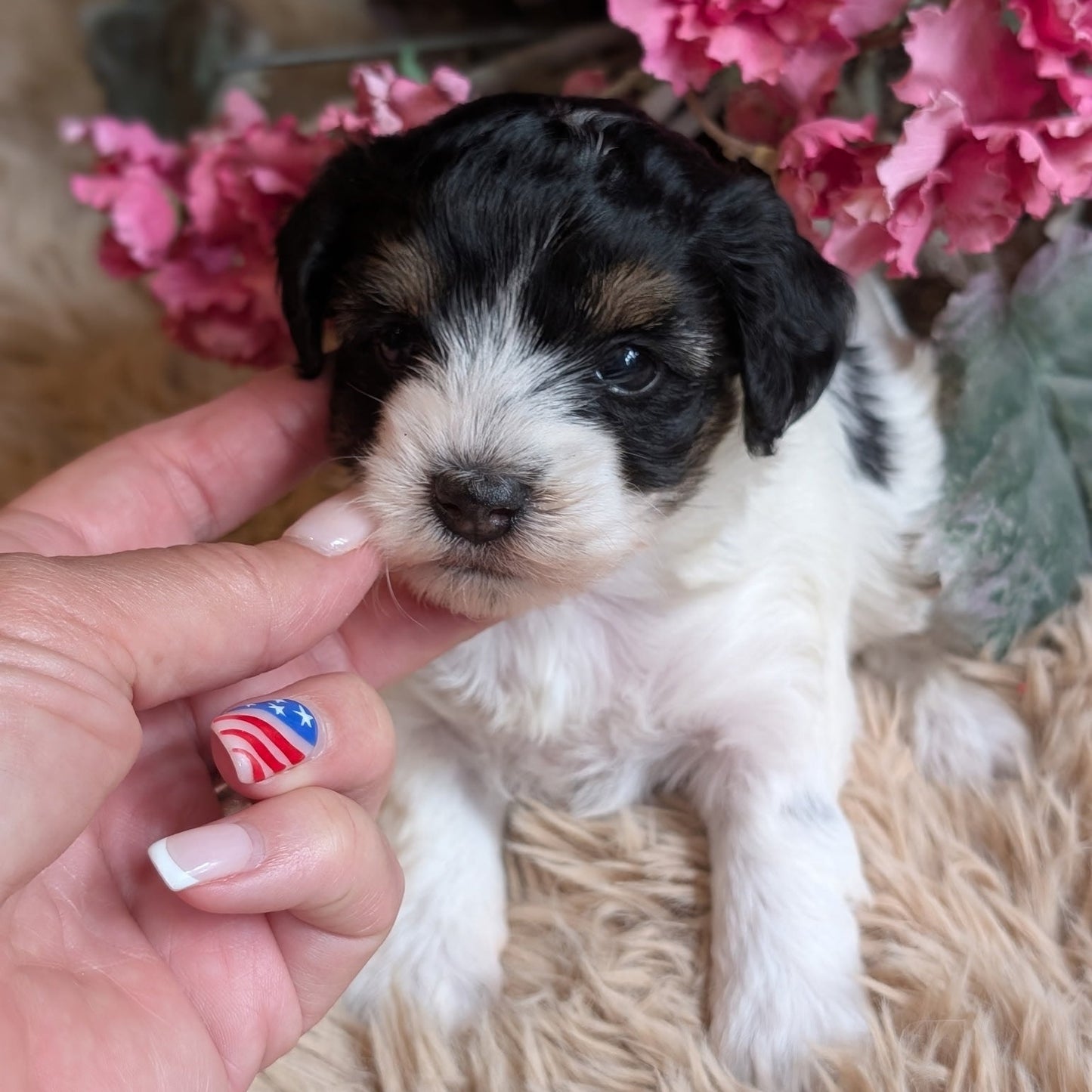 A small black and white puppy sitting on a beige faux-fur rug with pink flowers in the background, while a human hand gently touches its chin.