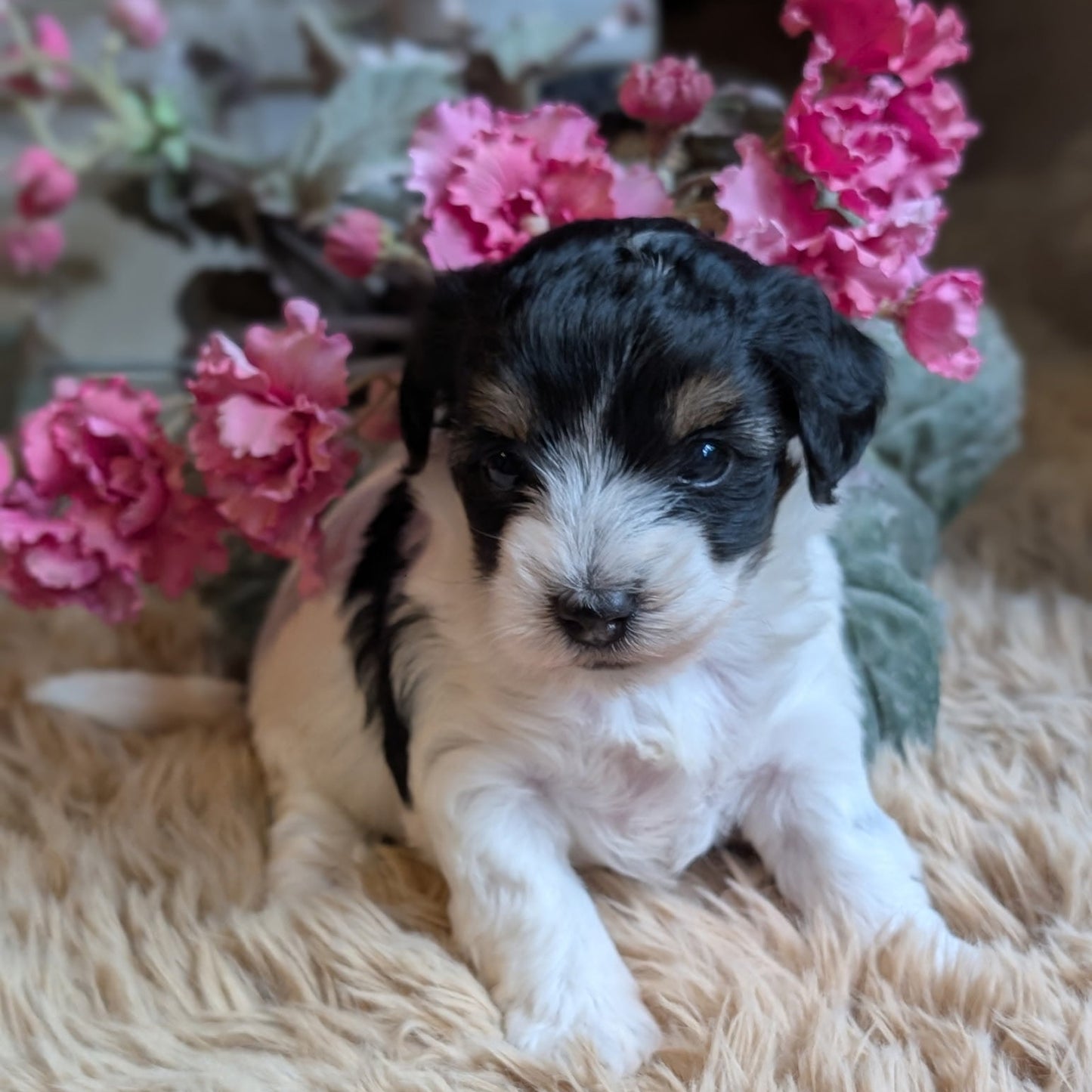 A small black and white puppy sitting on a beige shag rug in front of pink flowers.