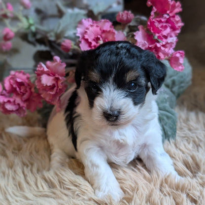 A small black and white puppy sitting on a beige shag rug in front of pink flowers.