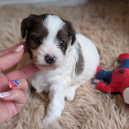 A small black and white puppy sitting on a beige shag rug, with a human hand gently touching its face and a Spider-Man plush toy visible on the right.