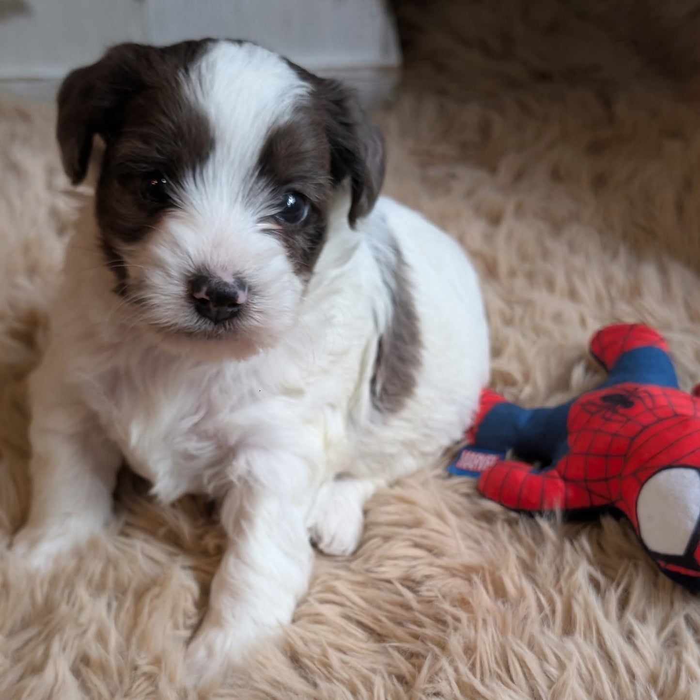 A small white and brown puppy lying on a beige shag rug next to a red and blue Spider-Man plush toy.