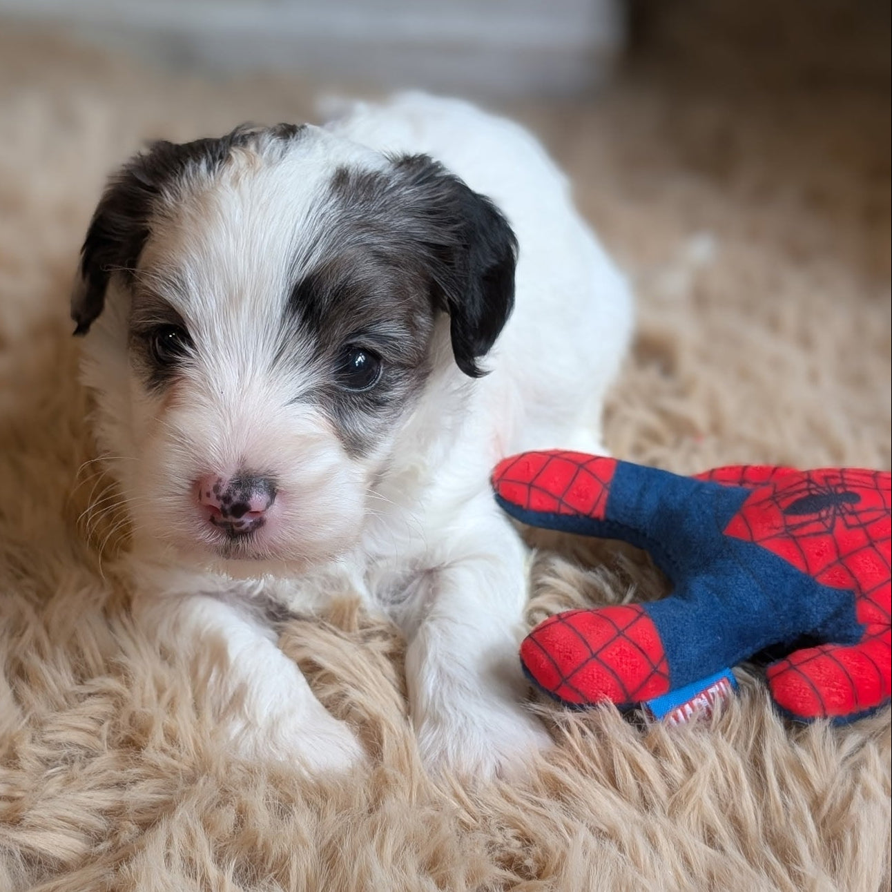 A small black and white puppy lying on a beige shag rug next to a red and blue Spider-Man toy.