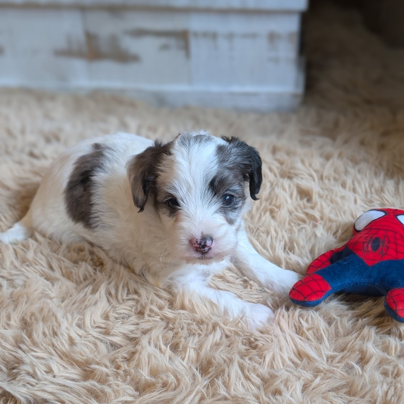 A small white puppy with brown and gray patches lies on a beige shag rug next to a red and blue Spider-Man plush toy.