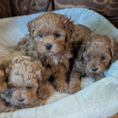 Three fluffy golden-brown puppy dogs resting together in a soft cream-colored pet bed on a wooden floor.