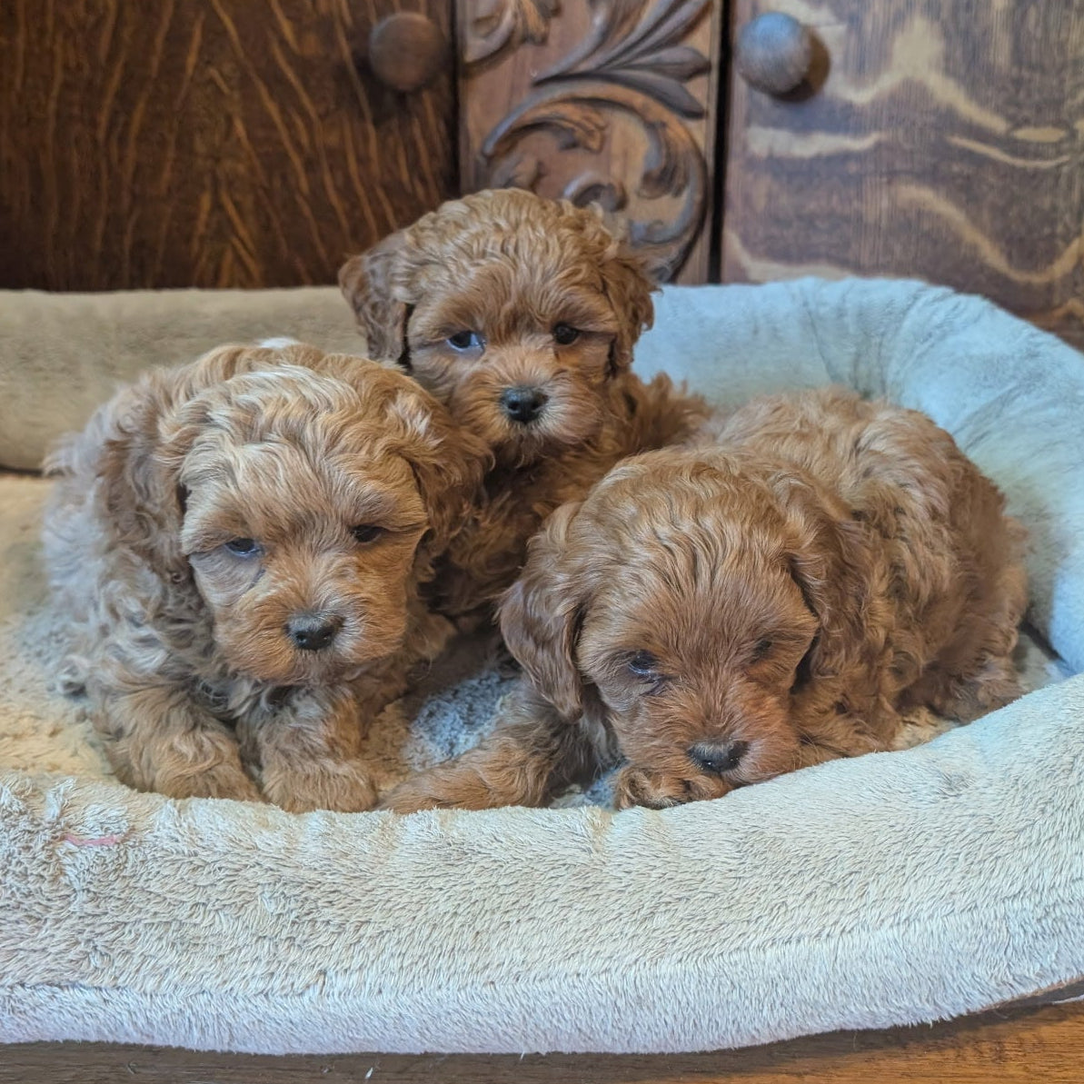 Three fluffy light brown puppy dogs resting together in a soft cream-colored pet bed, set on a wooden floor in front of a carved wooden cabinet.