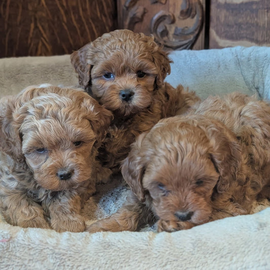 Three curly-haired golden puppy dogs resting together in a soft cream-colored plush pet bed, with a carved wooden cabinet in the background.