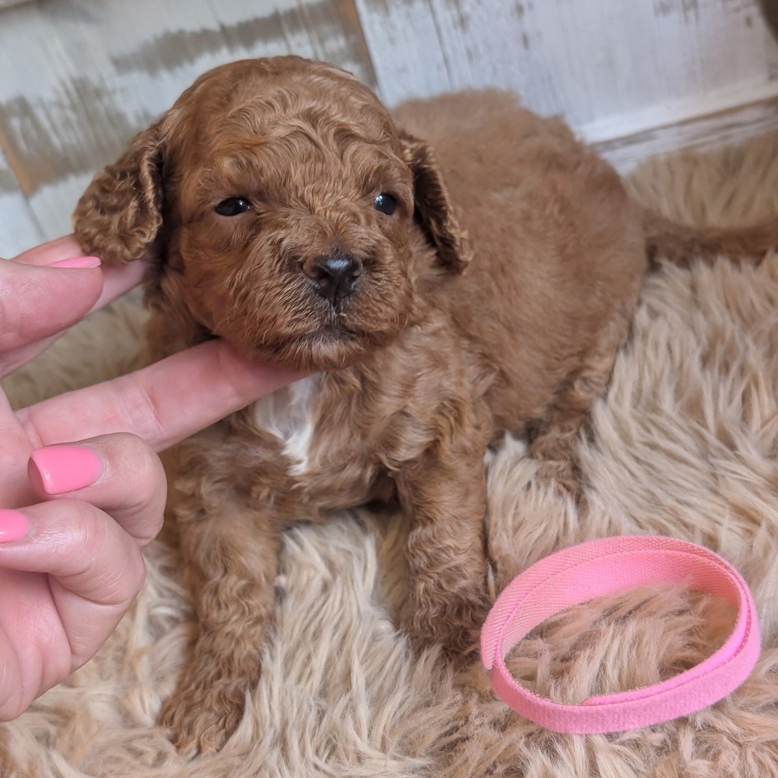 A small curly-haired brown puppy lying on a fluffy cream rug, with a human hand gently touching its face and a pink collar nearby.