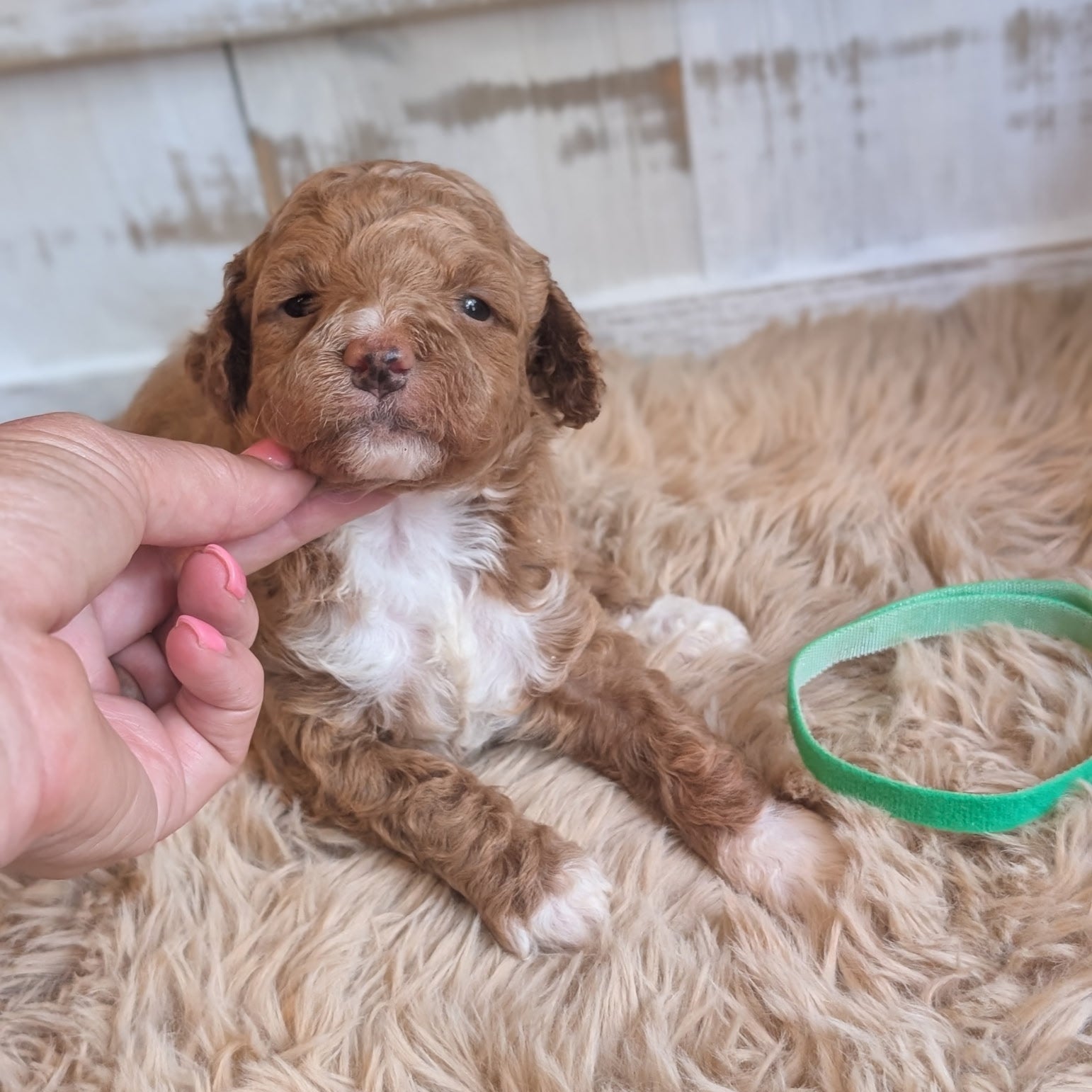 A small curly-haired puppy with brown and white fur lies on a fluffy beige rug while being gently held by a human hand. A green rubber collar is nearby, and the background shows a rustic white wooden planter.