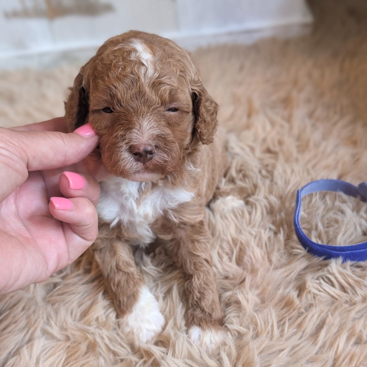 A small curly-haired puppy with light brown and white fur sits on a fluffy beige rug while a human hand gently touches its face. A blue collar lies nearby on the right, and a white wooden surface is blurred in the background.