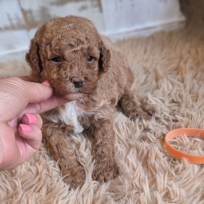 A small curly-haired brown puppy sitting on a fluffy beige rug, with a human hand gently touching its face. An orange ring is visible on the rug in the foreground.