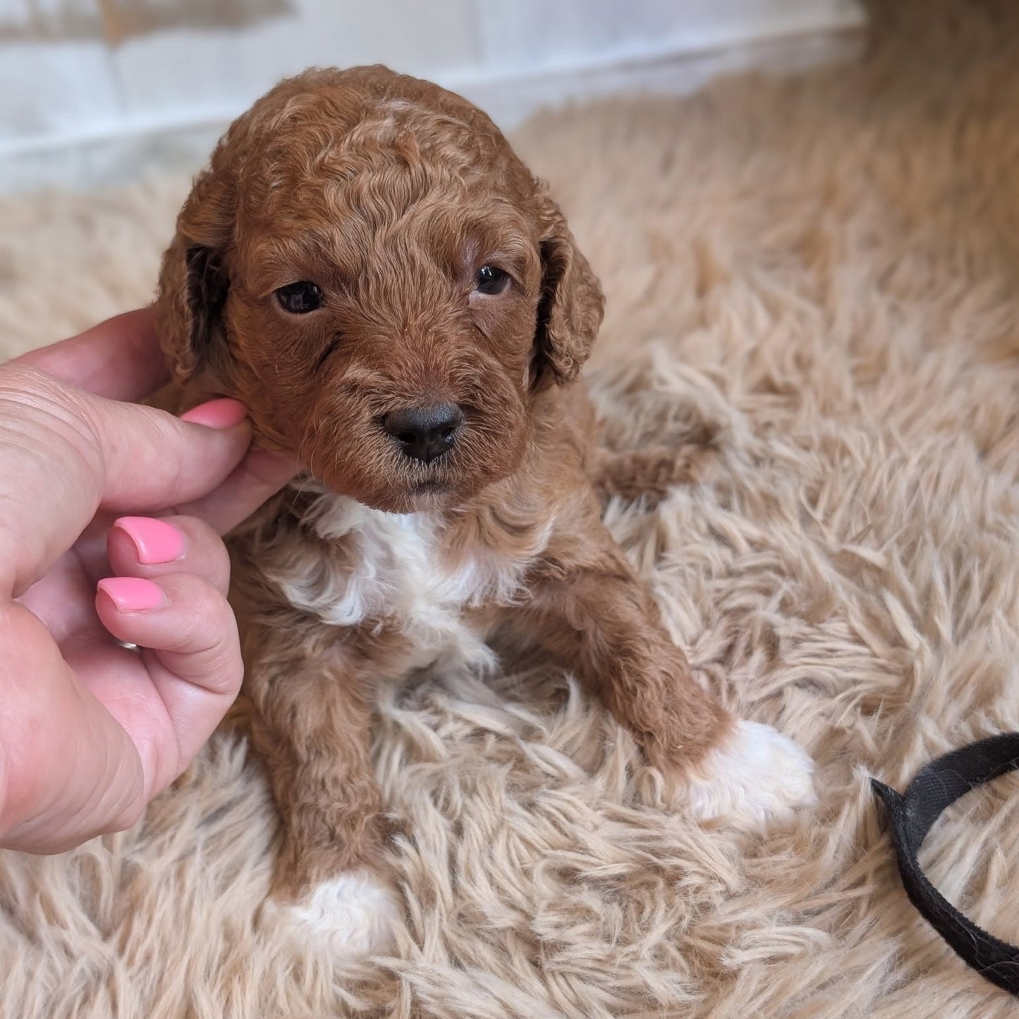 A small curly-haired puppy with reddish-brown and white fur sits on a fluffy beige rug while a human hand gently holds its head. A black leash is visible in the lower right corner.