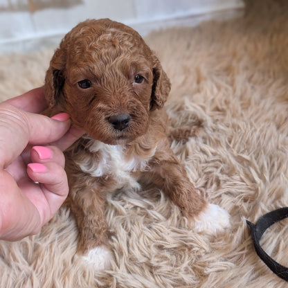 A small curly-haired puppy with reddish-brown and white fur sits on a fluffy beige rug while a human hand gently holds its head. A black leash is visible in the lower right corner.