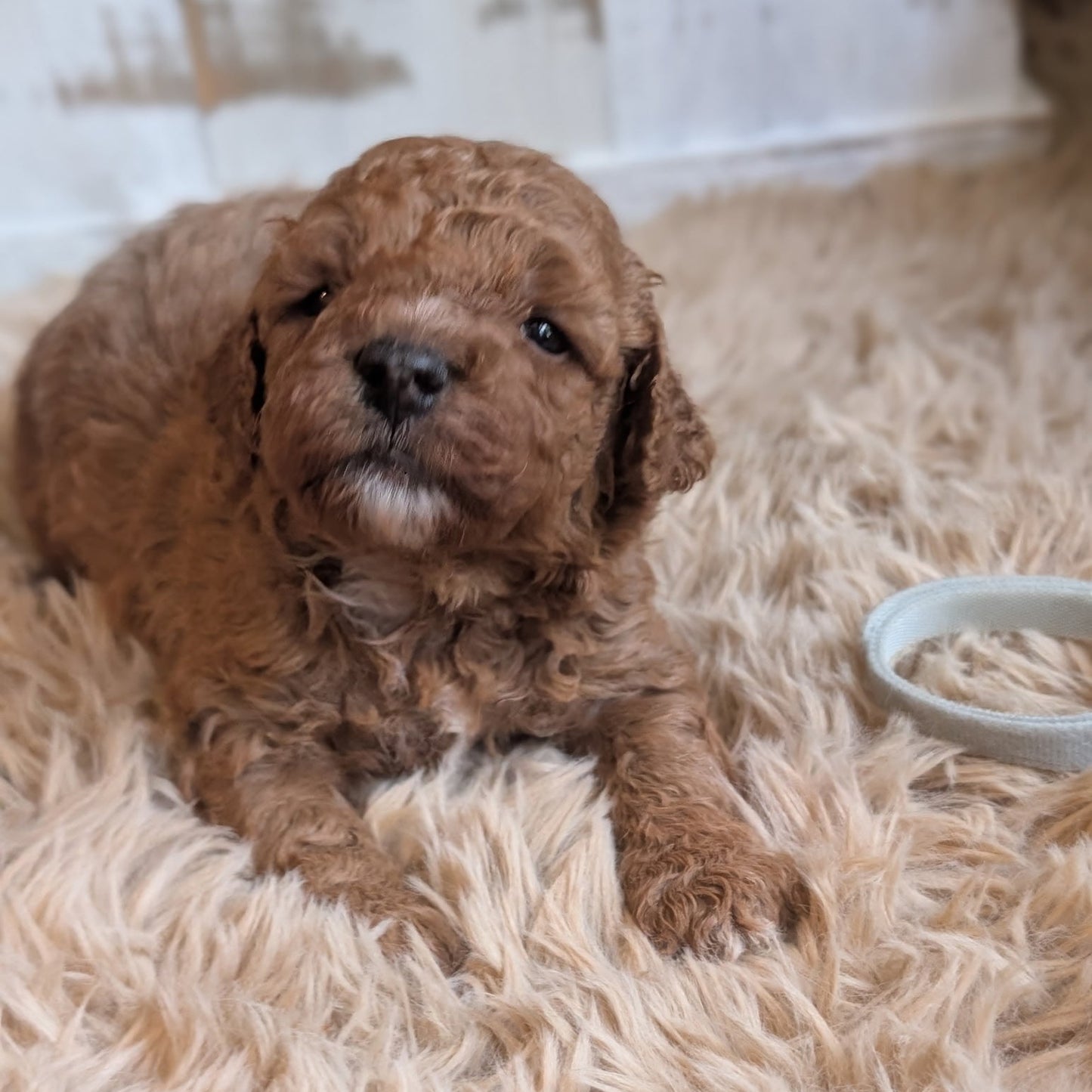 A curly-haired brown puppy lying on a fluffy cream rug, with a white bowl nearby and a rustic white wall in the background.