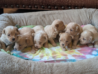 Seven light cream-colored puppy dogs cuddle together on a pastel tie-dye blanket inside a plush beige pet bed.