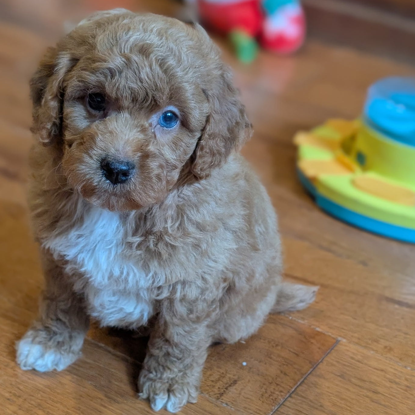 A fluffy light brown and white puppy sitting on a wooden floor indoors, with toys blurred in the background.