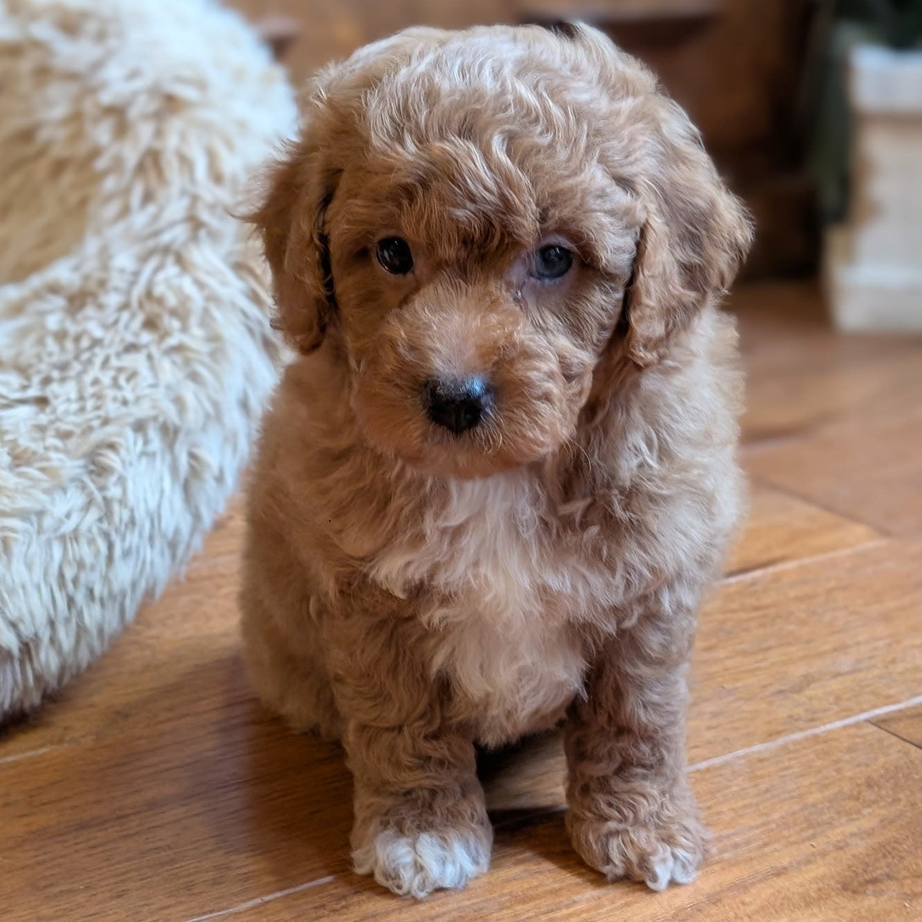 A small curly-haired golden puppy sitting on a wooden floor indoors, with a fluffy cream pet bed to the left and a plant in the background.