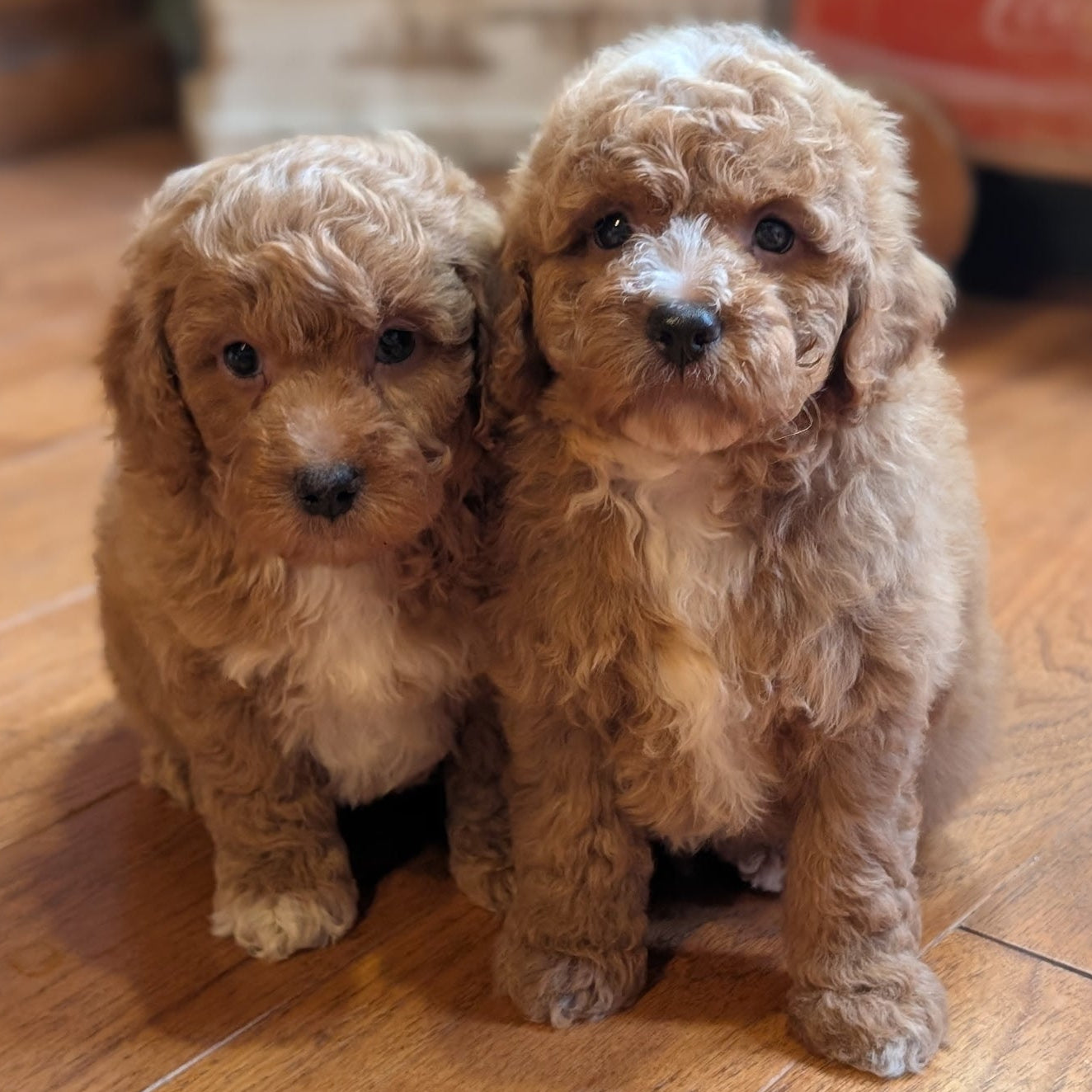 Two adorable curly-haired puppy dogs sitting side-by-side on a warm wooden floor, looking directly at the camera.