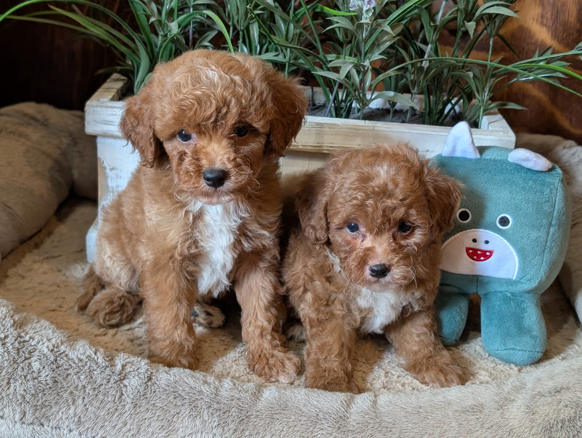 Two adorable curly-haired golden doodle puppies sitting together on a beige blanket, with a green plush toy and potted plants in the background.