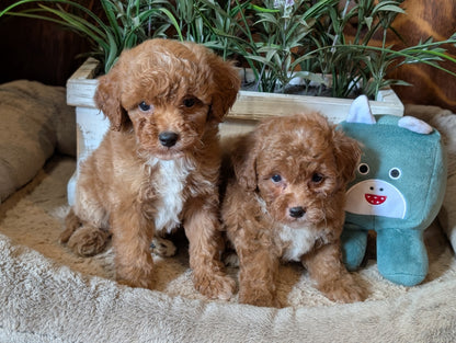 Two adorable curly-haired golden doodle puppies sitting together on a beige blanket, with a green plush toy and potted plants in the background.