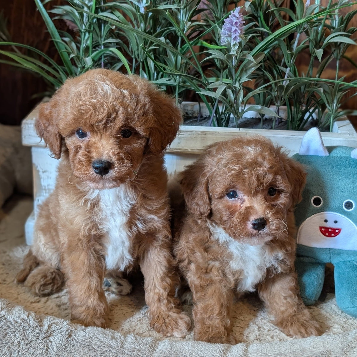 Two fluffy golden-brown puppy dogs sitting side by side on a beige blanket, with a white planter of green plants behind them and a teal plush toy on the right.