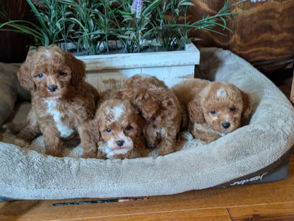 Three fluffy light brown poodle puppies sitting together in a plush cream-colored pet bed on a wooden floor, with a potted plant in the background.
