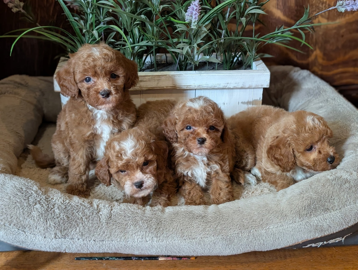 Four fluffy golden-brown puppy dogs sitting together in a plush beige pet bed, with a white planter box and green plants behind them.