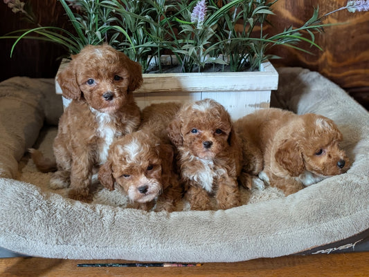 Four fluffy golden-brown puppy dogs sitting together in a plush beige pet bed, with a white planter box and green plants behind them.