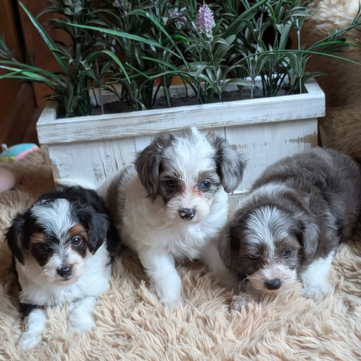 Three fluffy puppy dogs sitting together on a beige shag rug in front of a white planter box with green plants and purple flowers.
