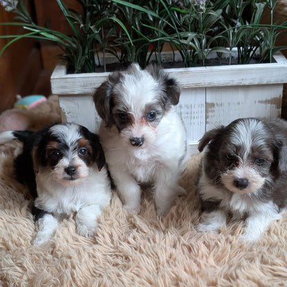 Three small fluffy puppies sitting together on a beige shaggy rug in front of a white planter box with green plants.