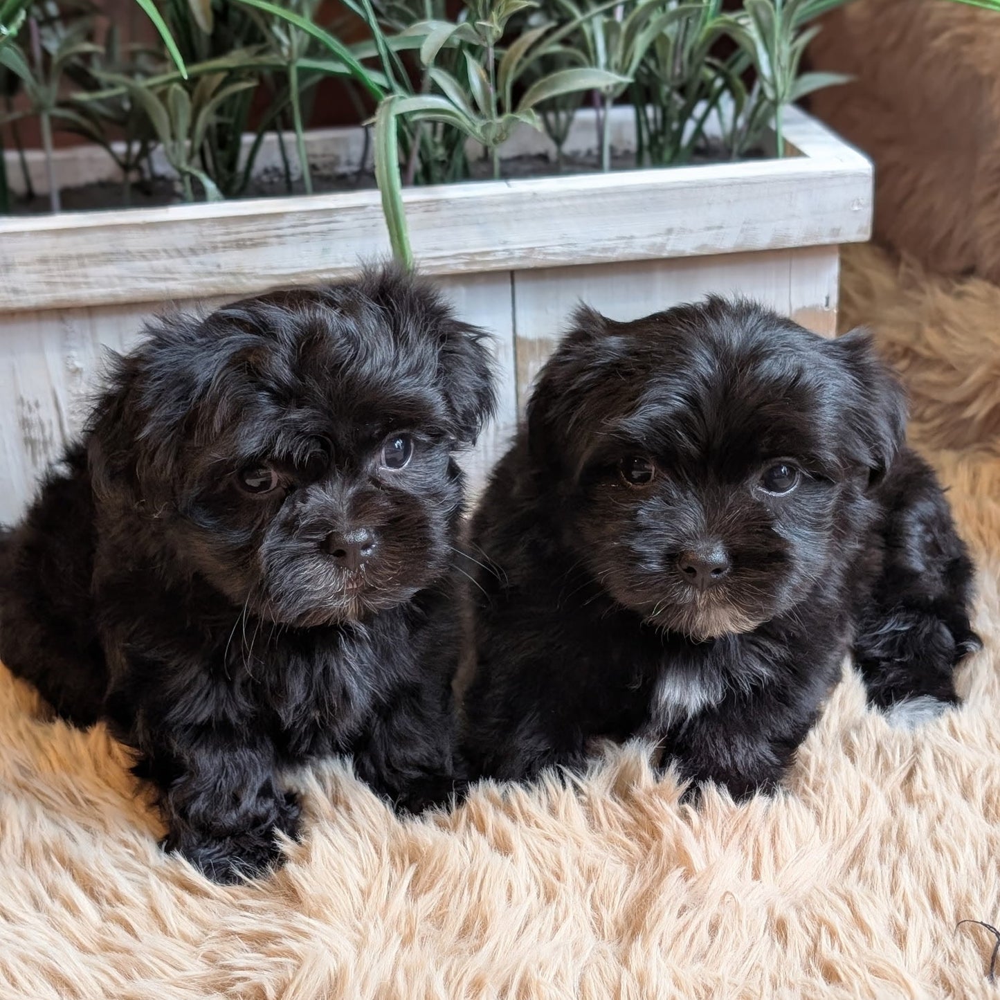 Two small black puppies sitting side by side on a beige shag rug in front of a white planter box with green plants.