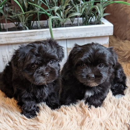 Two small black puppies sitting side by side on a beige shag rug in front of a white planter box with green plants.