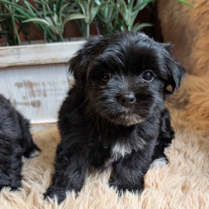A small black fluffy puppy sitting on a beige faux fur rug, with a potted green plant in the background and part of another puppy visible on the left edge.