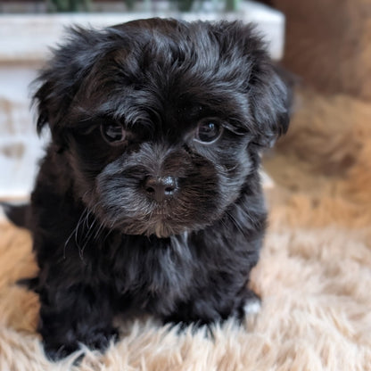 A small fluffy black puppy sitting on a beige faux-fur rug indoors, with a blurred plant and furniture in the background.