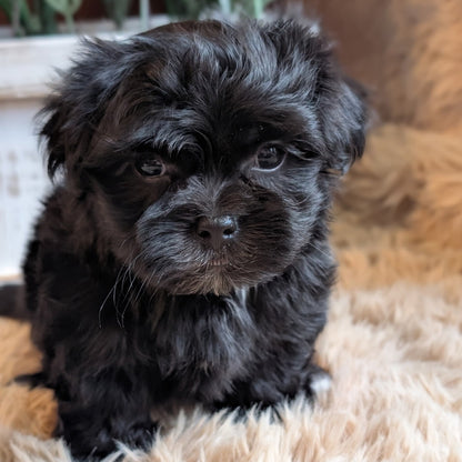 A fluffy black puppy sitting on a beige faux fur rug with a brown blanket and green plants in the background.
