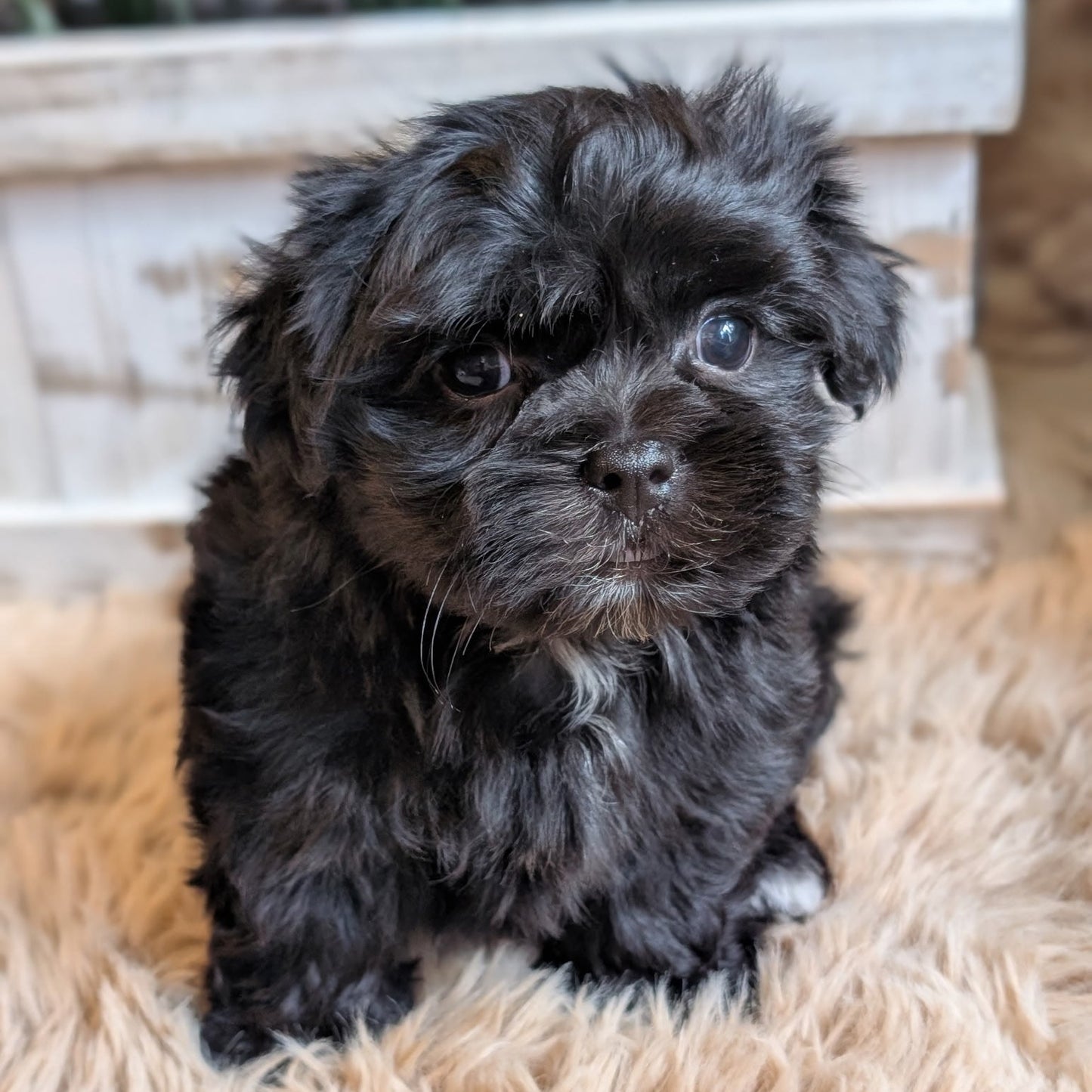 A fluffy black puppy sitting on a beige shag rug in front of a white wooden planter box.