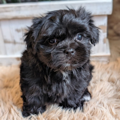 A fluffy black puppy sitting on a beige shag rug in front of a white wooden planter box.
