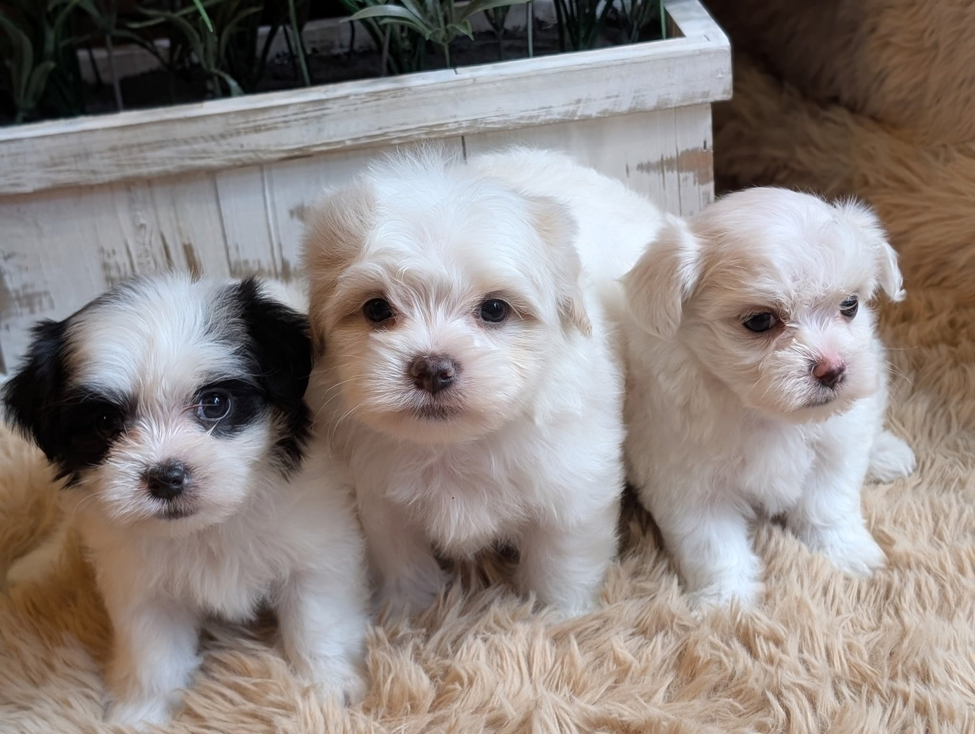 Three fluffy puppy dogs sitting together on a beige shag rug in front of a white wooden planter box.