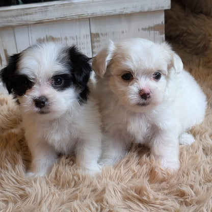Two small puppies sitting together on a beige shag rug in front of a white wooden planter box with green plants.