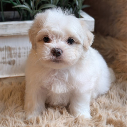 A fluffy white puppy sitting on a beige shag rug in front of a white planter box with green plants.
