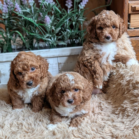 Three fluffy brown and white puppy dogs sitting together on a beige shaggy rug in front of a planter with purple flowers.